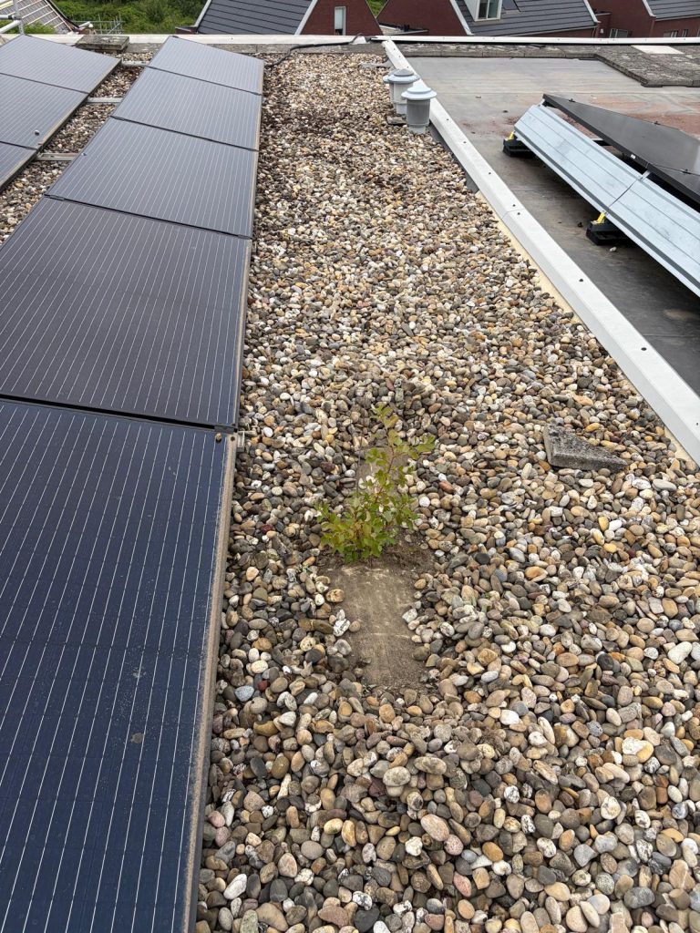 Oude PVC-dakbedekking met onkruid in het grind voor de renovatie
